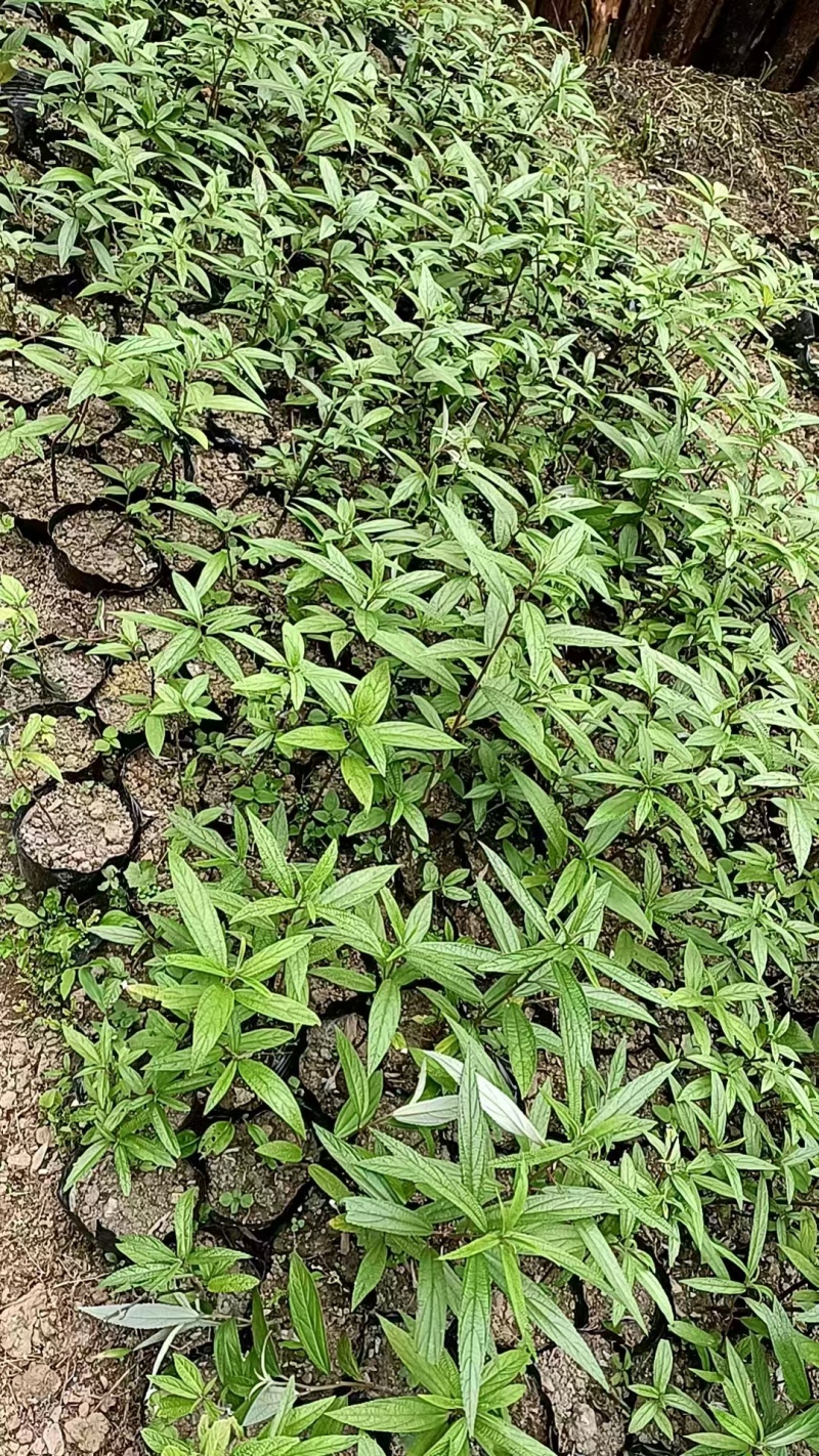 成都市大邑县水麻种植种植基地，人工培育袋苗地苗及野生水麻
