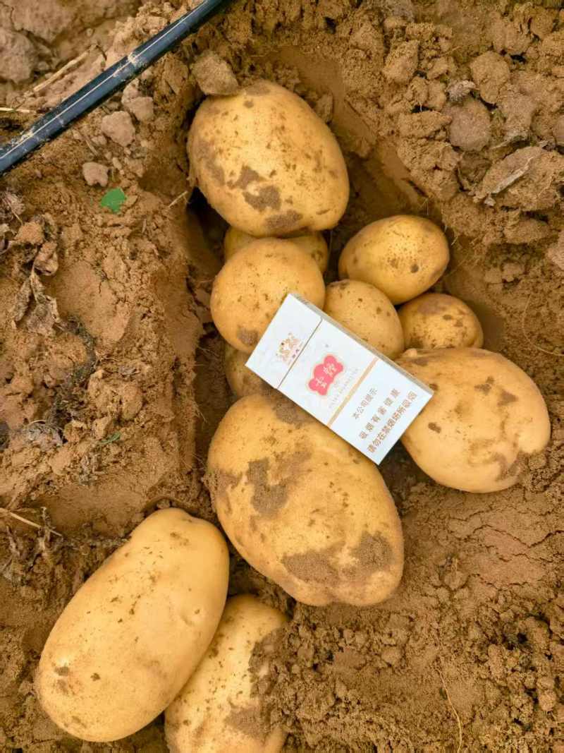 陕西省榆林市靖边县v7土豆大量供应中品质保证量大优惠