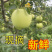 沂蒙山金帅苹果对接各大商超支持全国发货