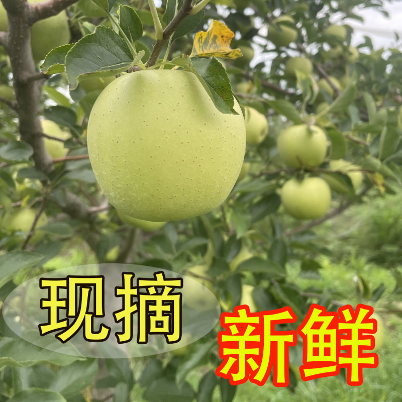 沂蒙山金帅苹果对接各大商超支持全国发货