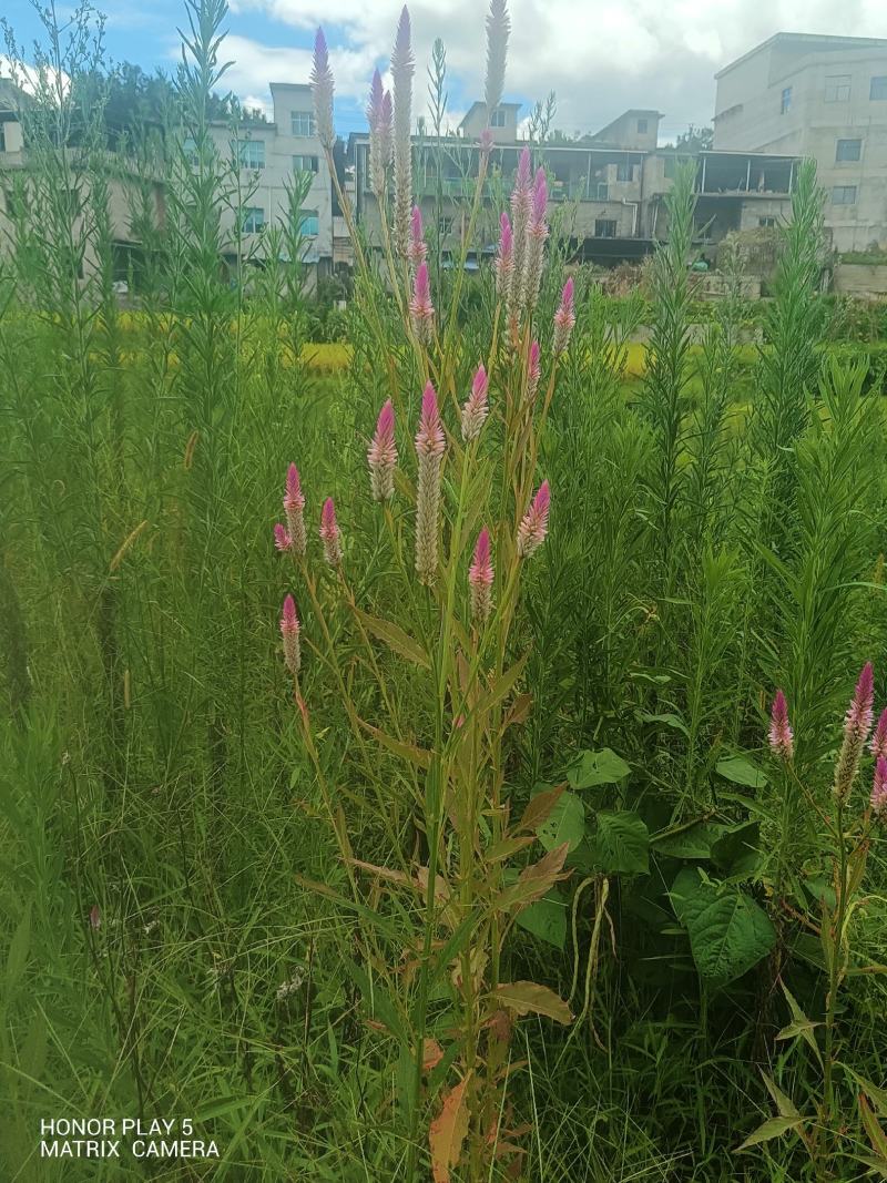 青葙子