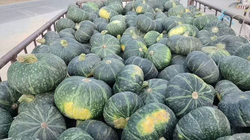 陕西省榆林市板栗南瓜大量供应中量大优惠品质保证