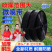 新品农用微喷带喷灌带喷水三四五气孔距厂家直销