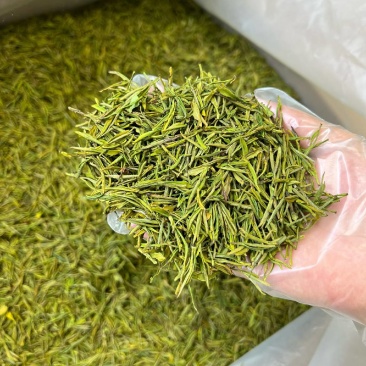 正品贵州白茶2025新茶高山正安白茶特级散装明前珍稀白茶