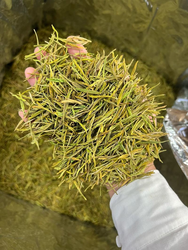 正品贵州白茶2025新茶高山正安白茶特级散装明前珍稀白茶