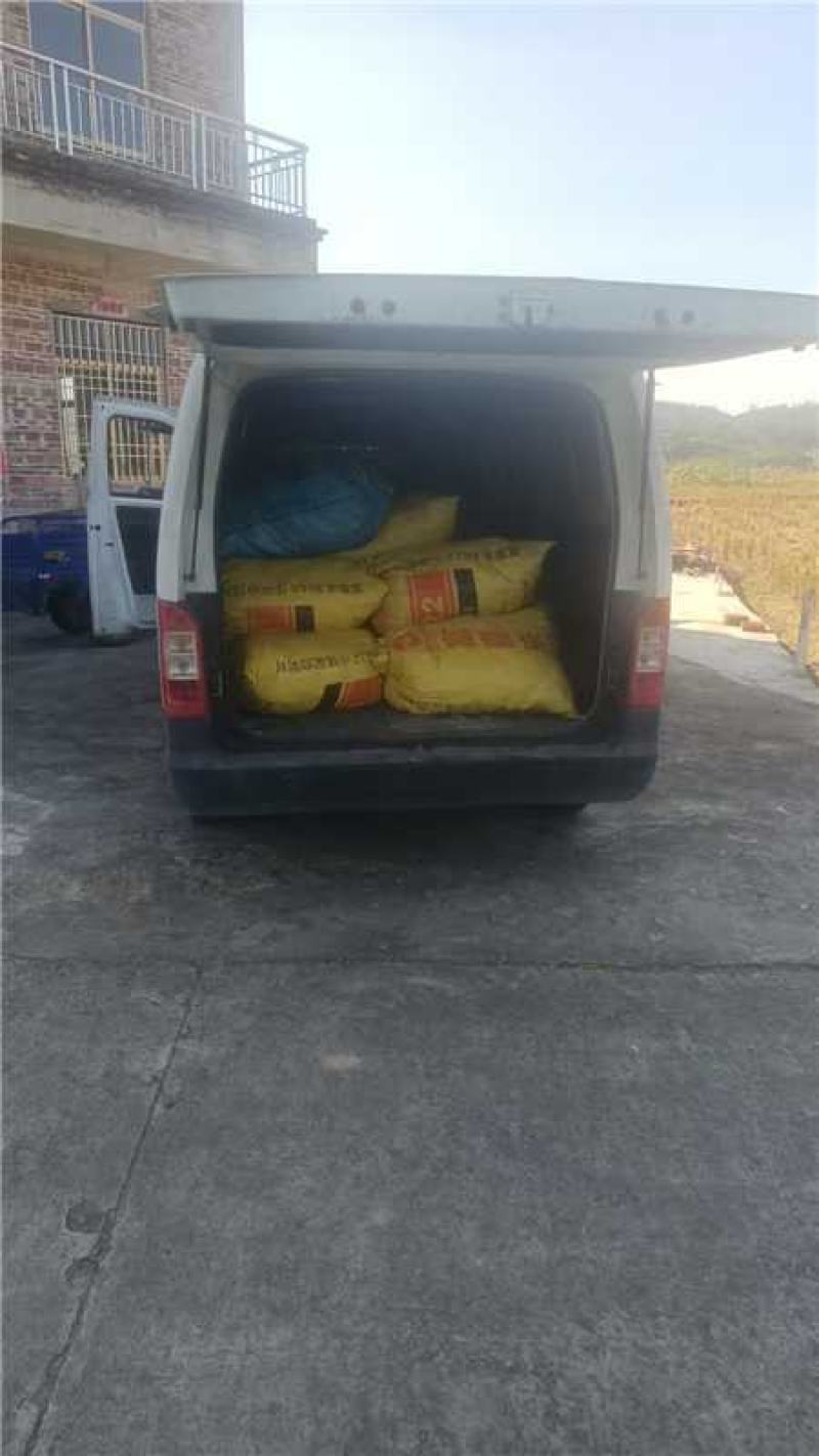 新鲜冬粉薯竹薯产地货源充足现挖现发欢迎随时电话联系