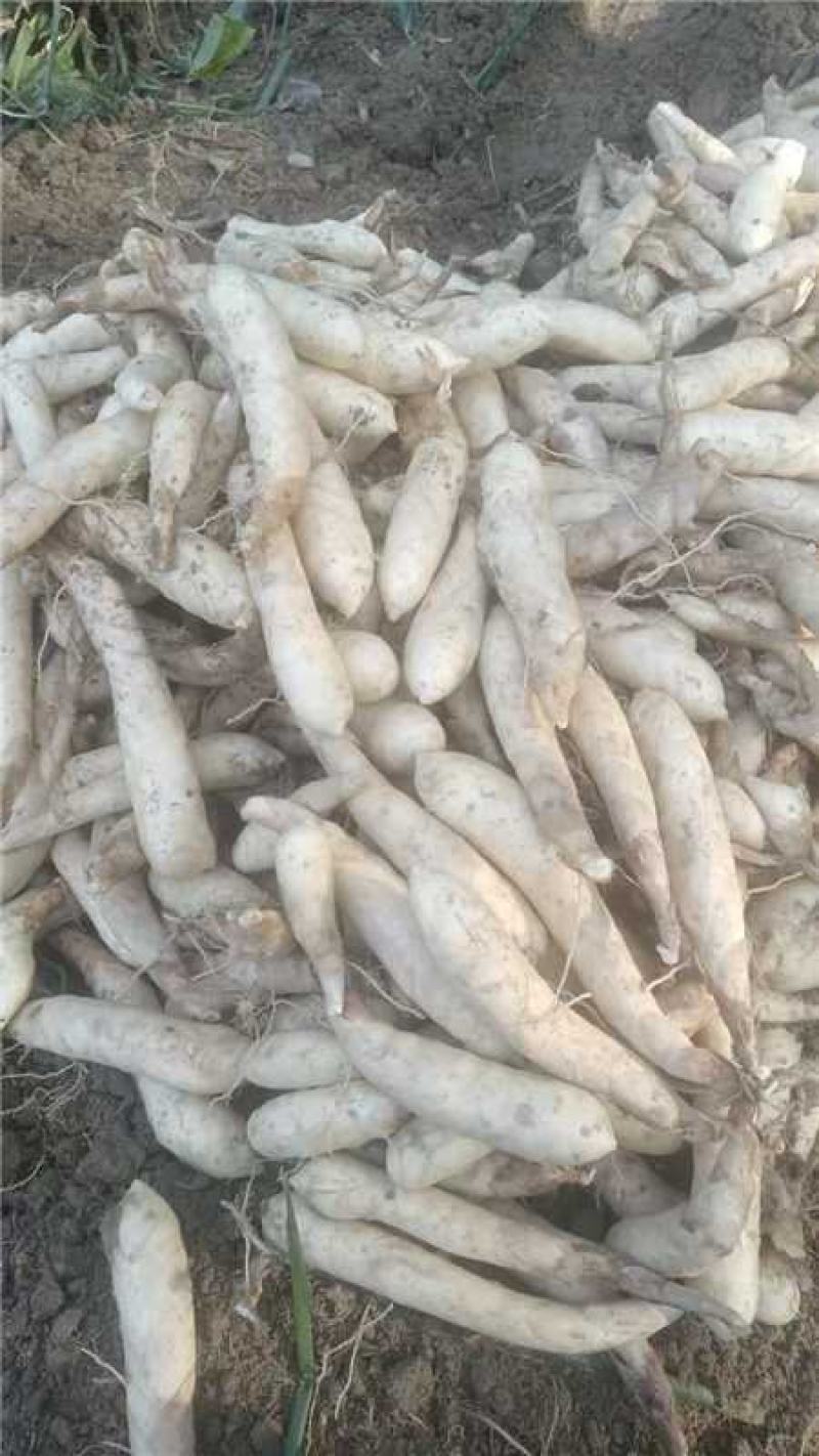 新鲜冬粉薯竹薯产地货源充足现挖现发欢迎随时电话联系
