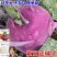 津川紫冠苤兰种子中熟紫红皮苤蓝种子薄皮质脆紫芥蓝种子