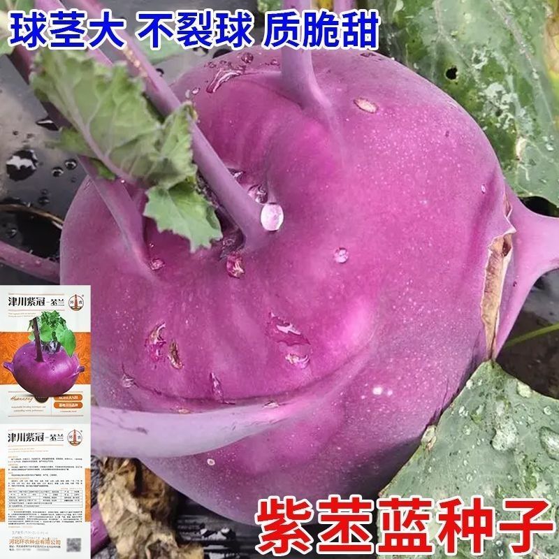 津川紫冠苤兰种子中熟紫红皮苤蓝种子薄皮质脆紫芥蓝种子