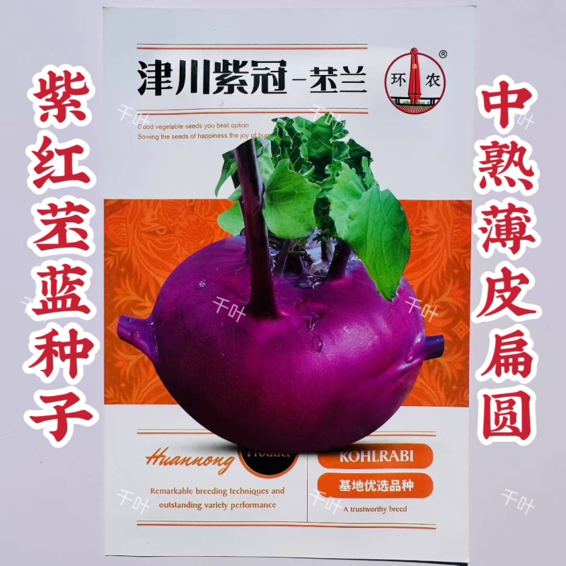 津川紫冠苤兰种子中熟紫红皮苤蓝种子薄皮质脆紫芥蓝种子