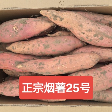 正宗烟薯25号甜度高，形状好！
