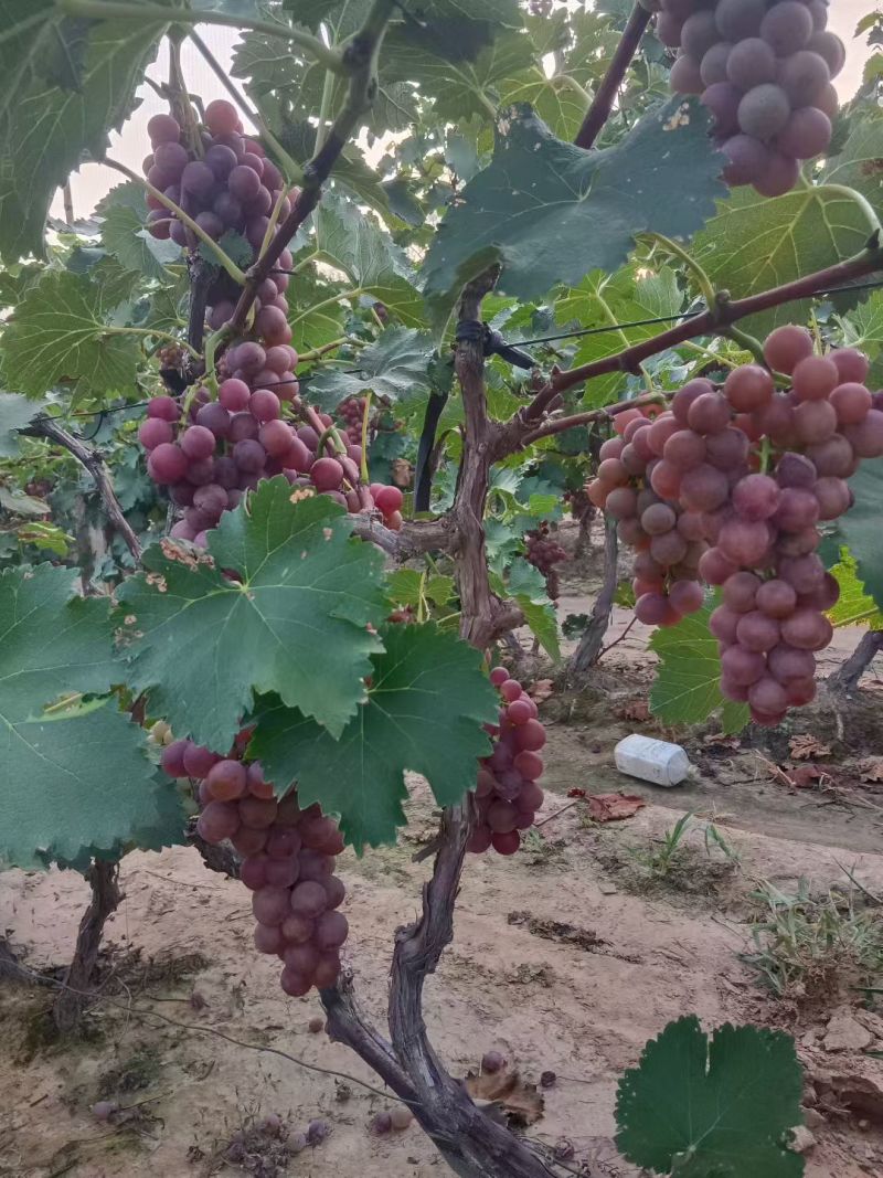 葡萄
