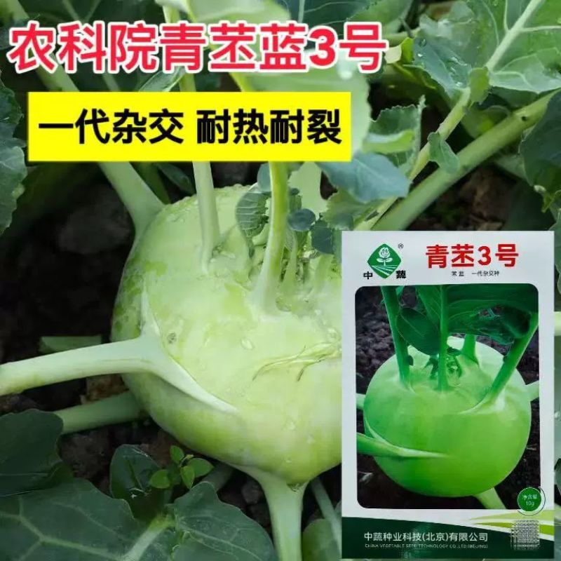 中蔬青苤3号早熟杂交苤蓝种子球茎扁圆球色春秋苤蓝芥蓝种子