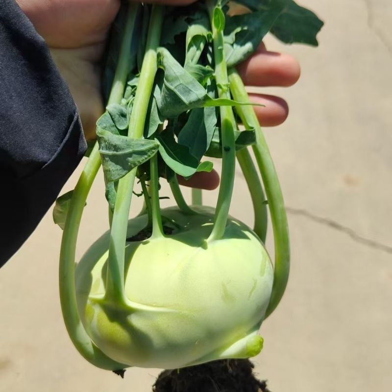 中蔬青苤3号早熟杂交苤蓝种子球茎扁圆球色春秋苤蓝芥蓝种子