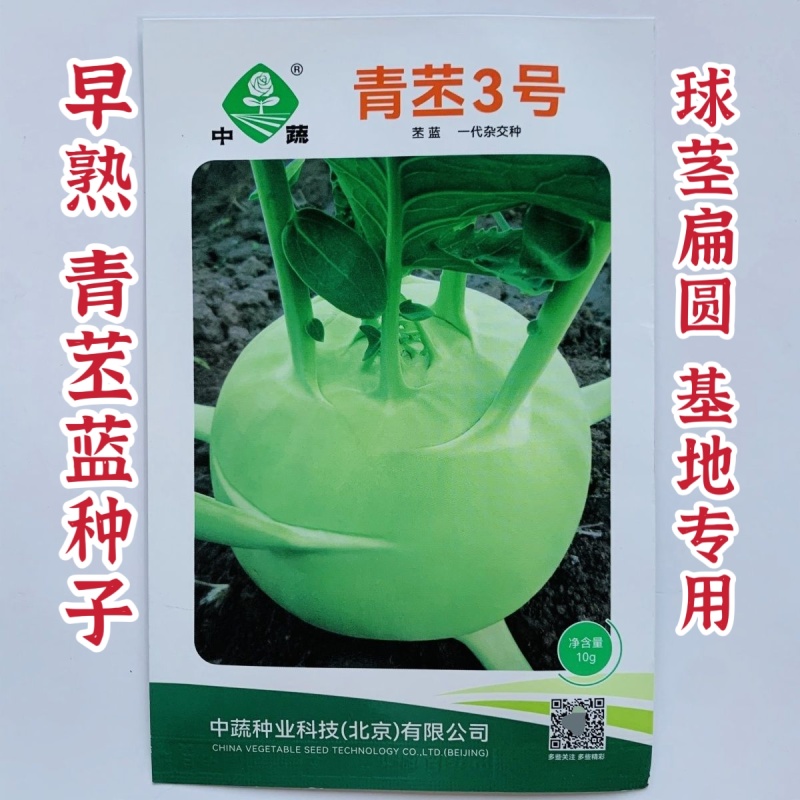 中蔬青苤3号早熟杂交苤蓝种子球茎扁圆球色春秋苤蓝芥蓝种子