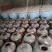 十五年荞麦储存酒