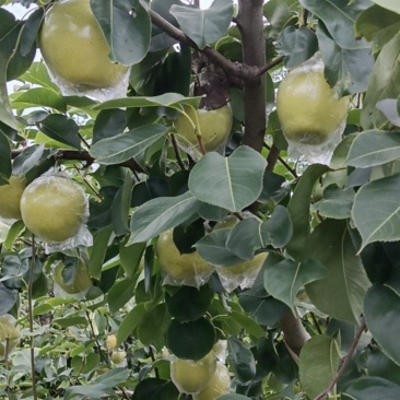 阳信黄冠梨