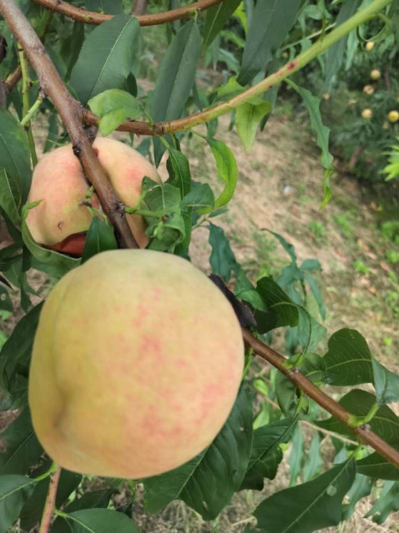 巨无霸和秋彤大量上市了