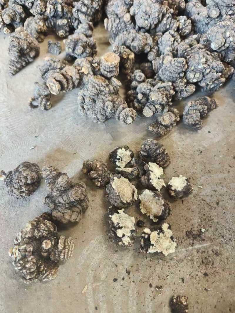 【推荐】四川乐山川芎大量供应可加工，分选，切片等