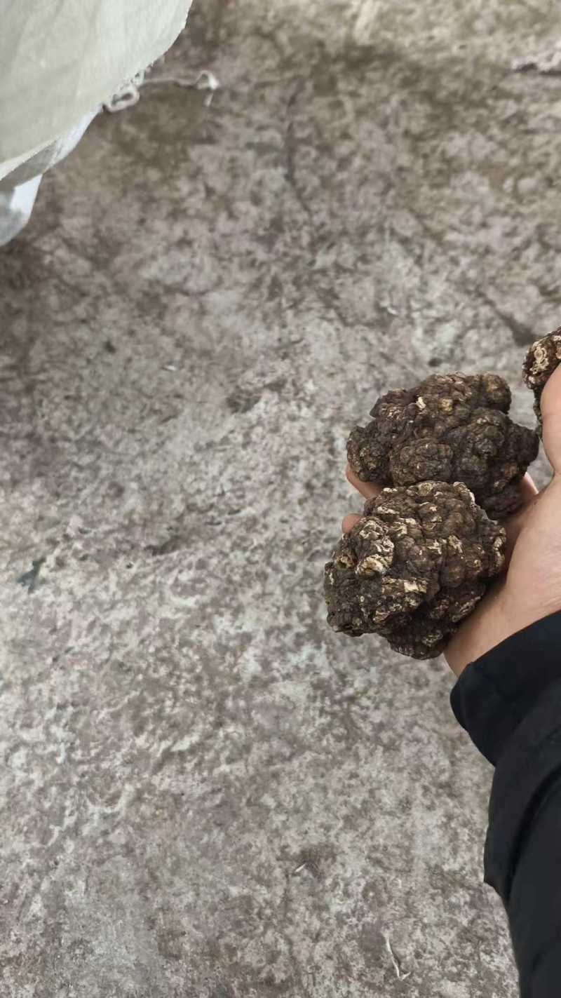 【推荐】四川乐山川芎大量供应可加工，分选，切片等
