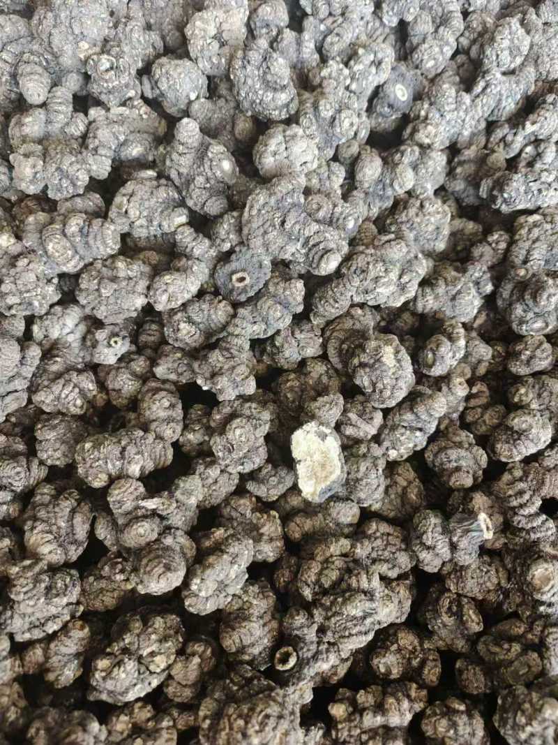 【推荐】四川乐山川芎大量供应可加工，分选，切片等
