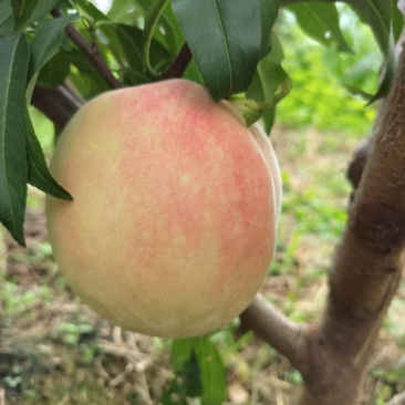 巨无霸和秋彤大量上市了
