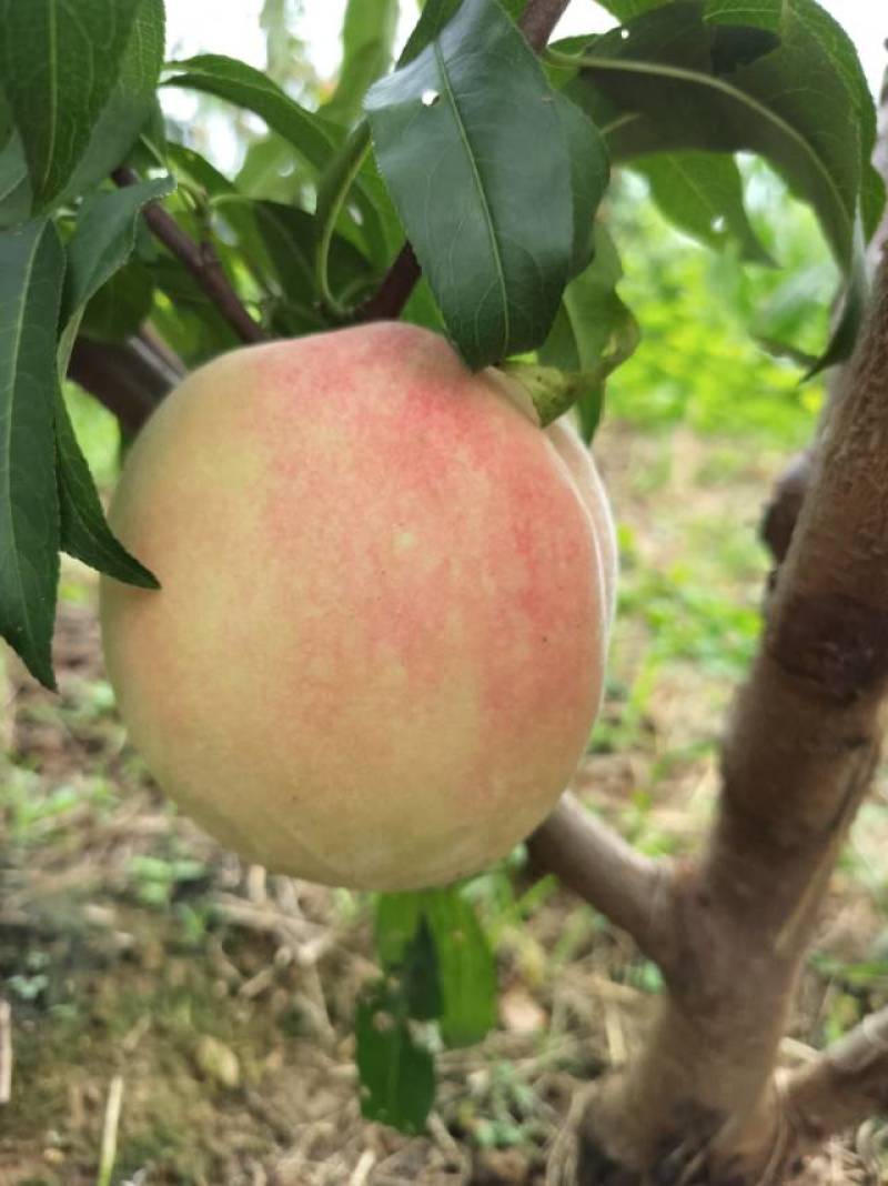 巨无霸和秋彤大量上市了