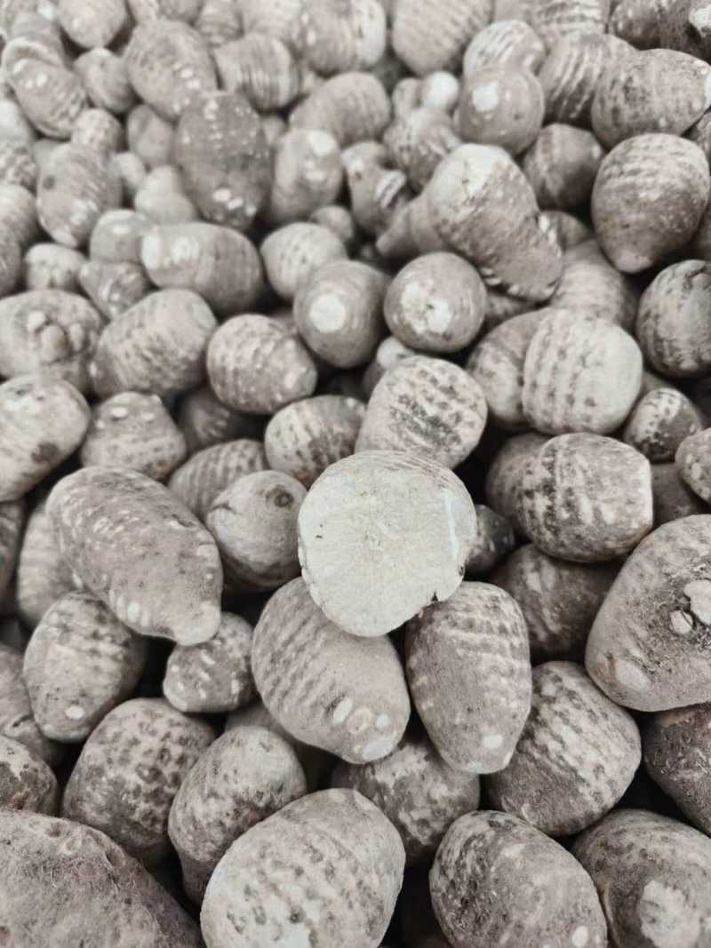 【推荐】四川乐山泽泻大量接单可加工分选切片欢迎下单