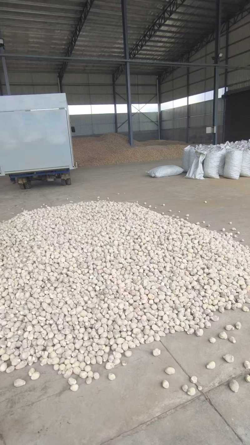 【推荐】四川乐山泽泻大量接单可加工分选切片欢迎下单