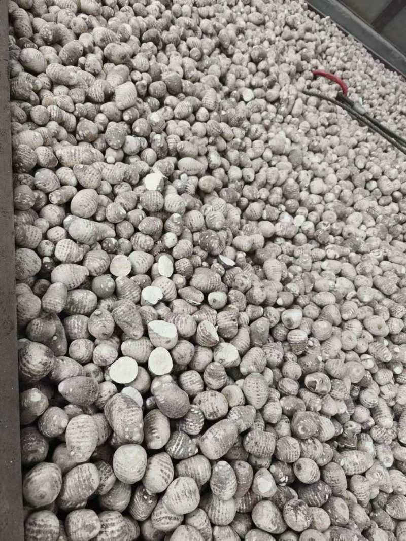 【推荐】四川乐山泽泻大量接单可加工分选切片欢迎下单