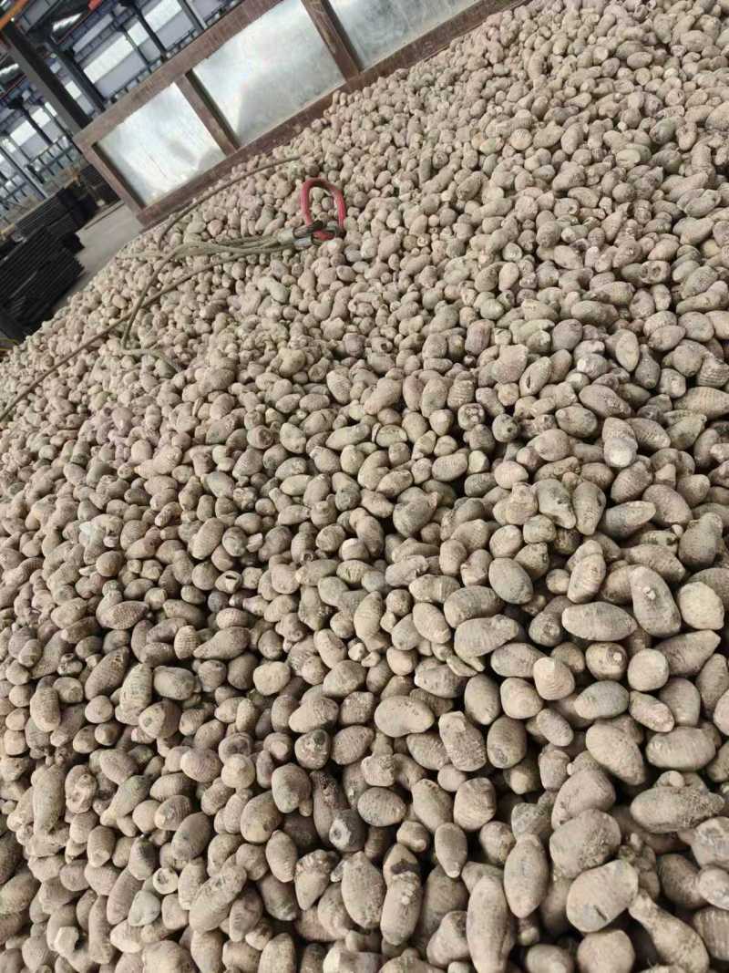 【推荐】四川乐山泽泻大量接单可加工分选切片欢迎下单