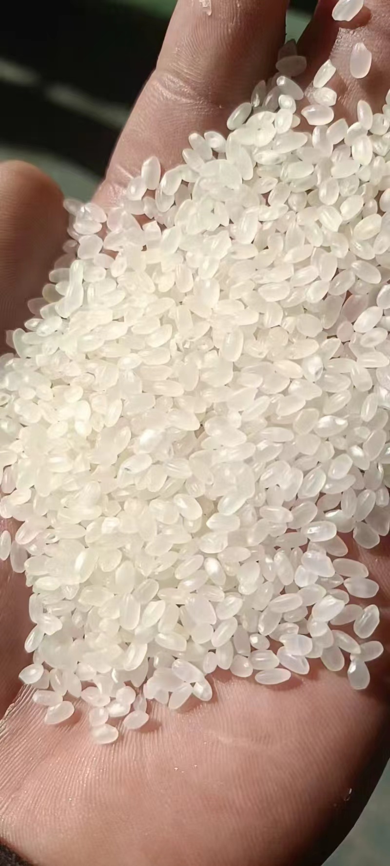 兴化大米苏梗现款现货量大从优