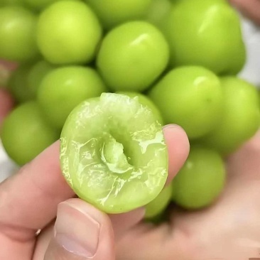【精选】陕西渭南阳光玫瑰葡萄产地直供代发全国欢迎咨询