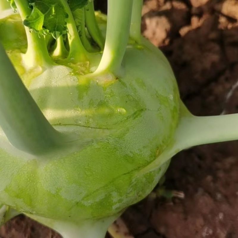 科萌二号早熟水果苤蓝种子翠绿扁圆球芥蓝种籽脆甜春秋季蔬菜
