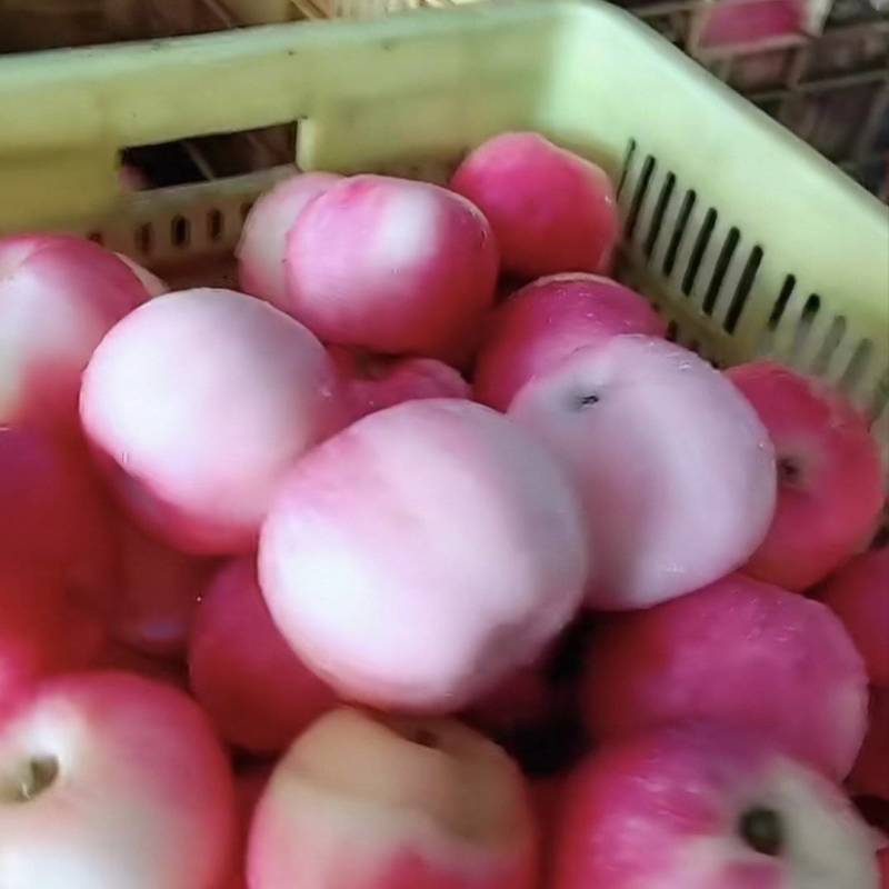 金世纪苹果
