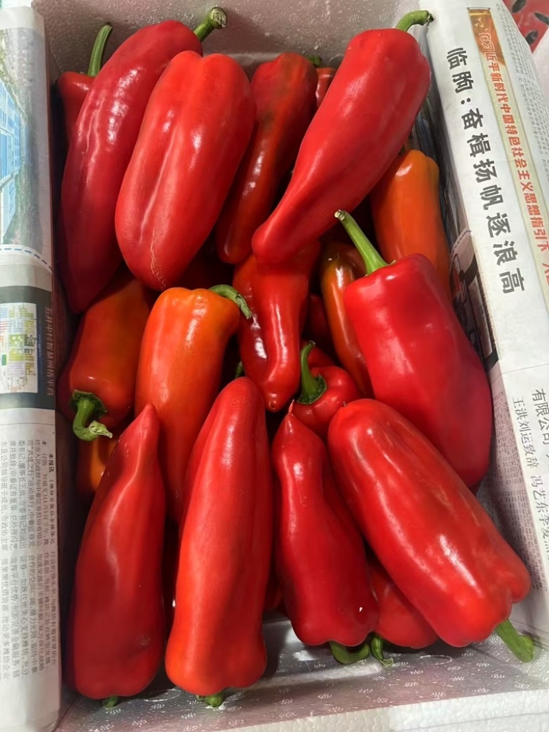 【推荐】湖北高山大棚红鲜泡椒产地直供硬度高光泽度好