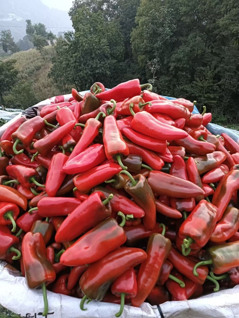 【推荐】湖北高山大棚红鲜泡椒产地直供硬度高光泽度好
