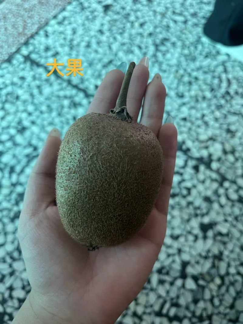 丹东猕猴桃，