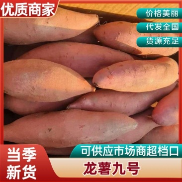 龙薯9号河北雄县红薯种植基地龙九红薯大量上市烟薯济薯