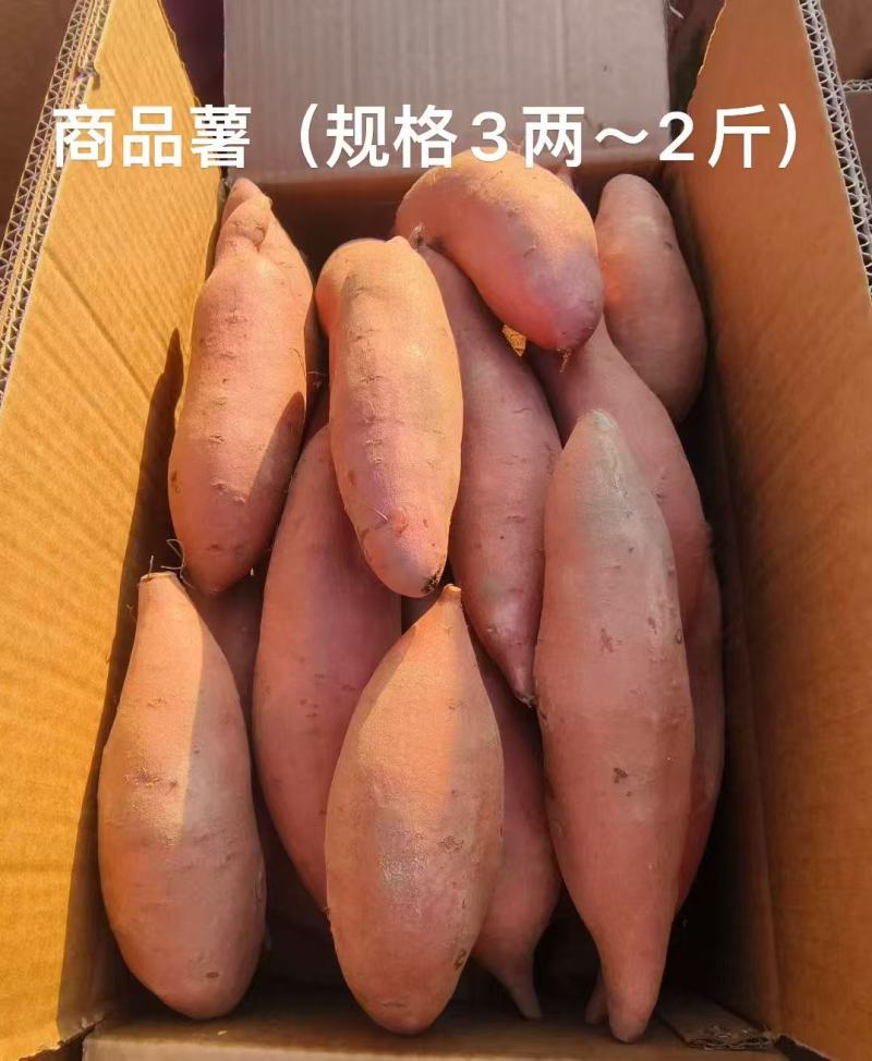 龙薯9号河北雄县红薯种植基地龙九红薯大量上市烟薯济薯