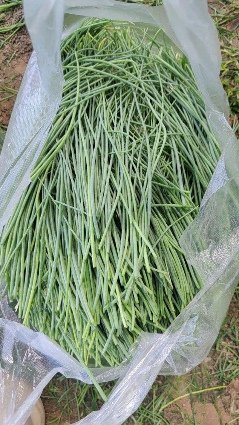 甘肃省武威市民勤县特色菜，精品沙葱，现货现发