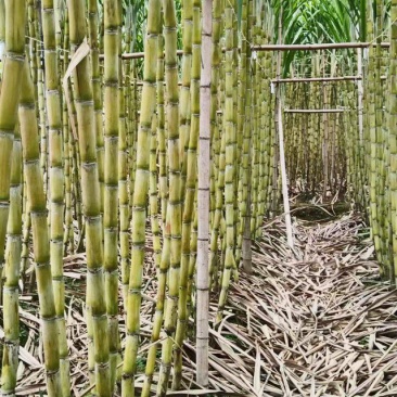 广东韶关黄皮甘蔗脆甜多汁整车走货量大从优价格美丽质量好