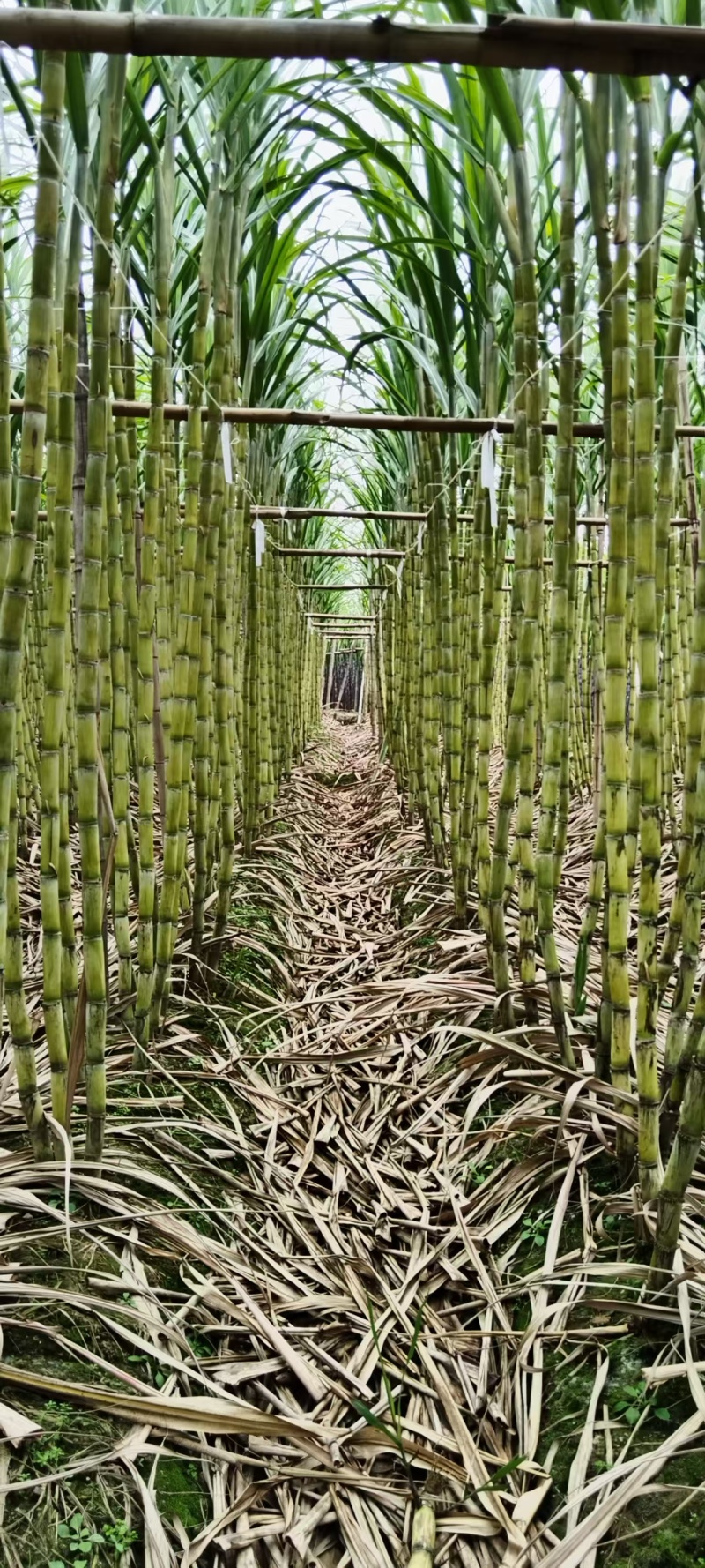 广东韶关黄皮甘蔗脆甜多汁整车走货量大从优价格美丽质量好