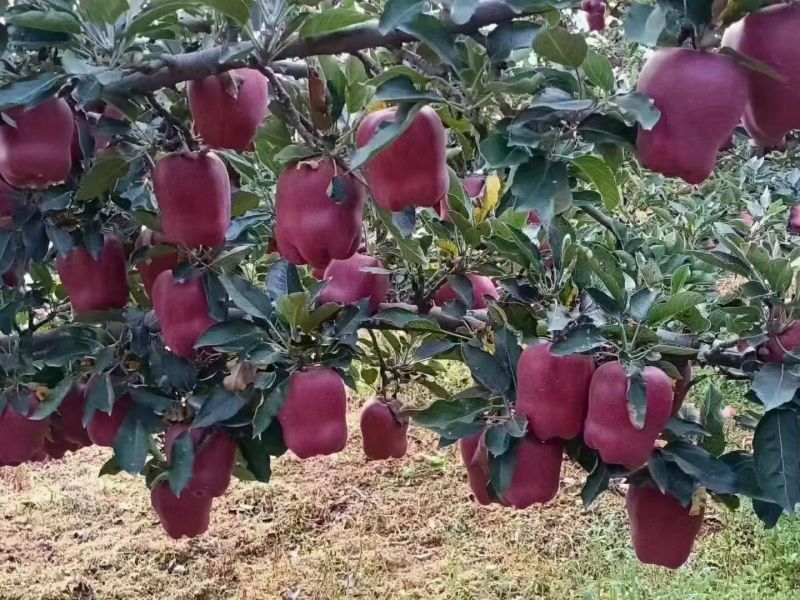 花牛苹果
