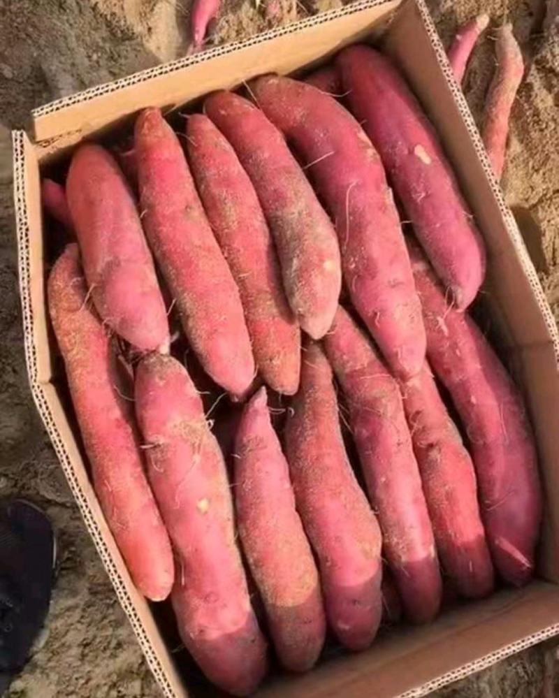 哈密红薯，红薯纯沙土地种植，烤红薯，量大从优