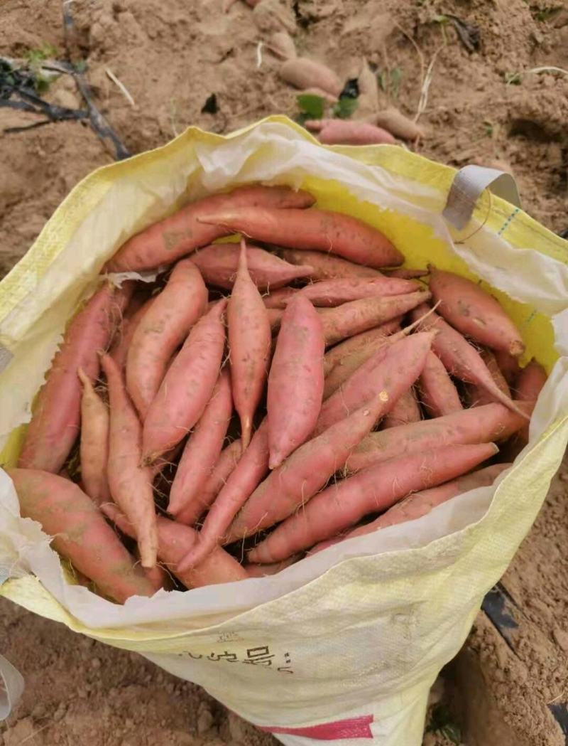 哈密红薯，红薯纯沙土地种植，烤红薯，量大从优