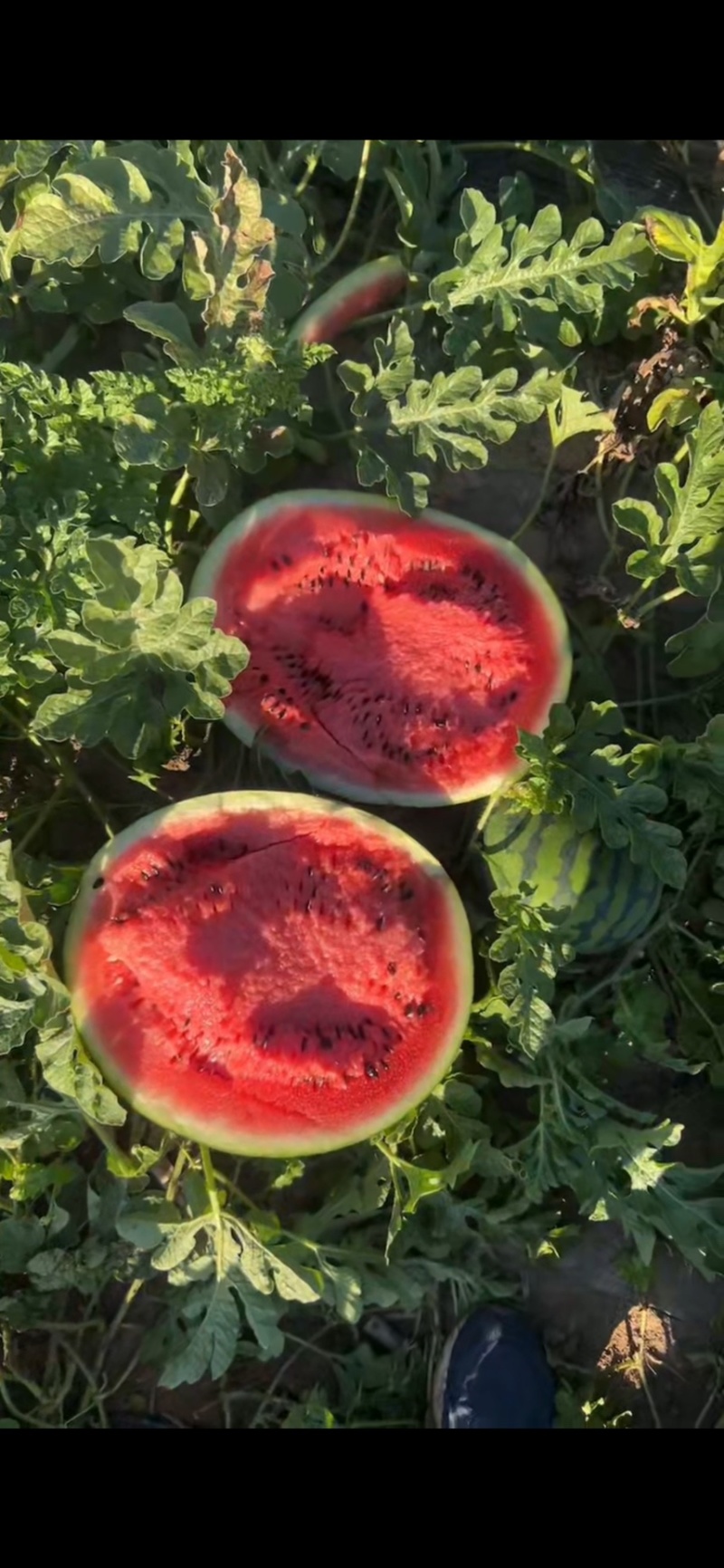 西瓜/庆红999/地雷瓜/吉林乾安地雷瓜/大西瓜