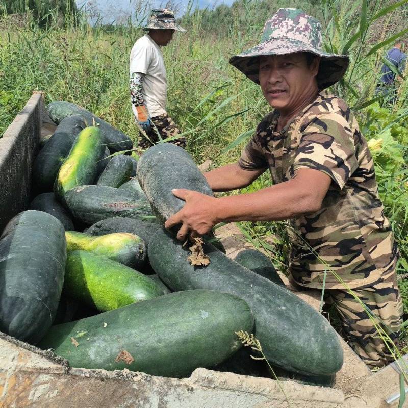 自家农场管理不打农药不施化肥，、