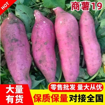 商薯19白心红薯大量上市干面甜白心红薯地瓜可视频看货