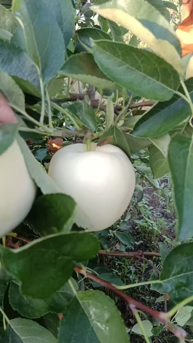 黄元帅苹果，产地直供保质保量量大从优欢迎看货